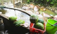 【接连报导·报效祖国 建功西部】这个姑娘，她要成为“一棵树”