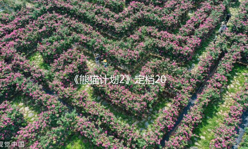 《熊猫计划2》定档2025！熊猫糊糊、成龙二搭萌力升级