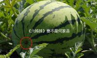 《六姊妹》要不是何家喜得白血病住院，不知宏宇要装傻到什么时候
