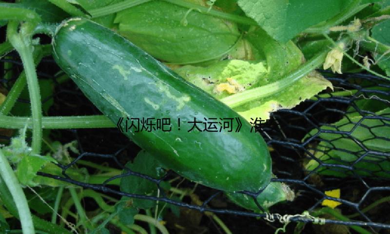 《闪烁吧！大运河》淮安集播出：“南船北马”大运河中心纽带的古今回响