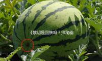 《蔡明是回族吗？探秘幽默女神背后的文化故事与欢乐时光》