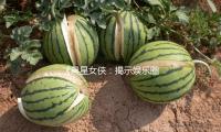 《黑星女侠：揭示娱乐圈背后的坚韧与力量》