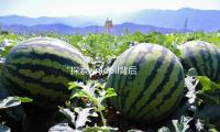“探索wmdoll背后的故事，分享吃瓜娱乐中的快乐与正能量”