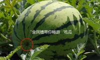 “金民植带你畅游‘吃瓜娱乐’，探索明星背后的励志故事”