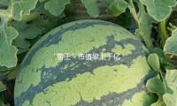 “雪王”市值攀上千亿 基金司理详解新消费叙事逻辑