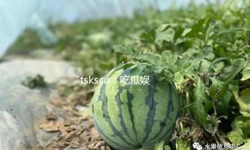 “tskscn：吃瓜娱乐新风潮，乐享正能量生活！”