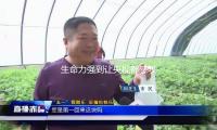 生命力强到让央视都感叹！74岁刘晓庆演短剧，霸总爱上绝经的她？