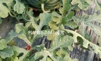 种梦音乐D.M.G拓荒文娱新赛道 出品我国首部说唱音乐剧《东楼》