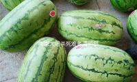 南京大屠杀死难者清明祭 幸存者仅剩28人