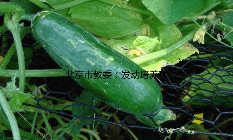 北京市教委：发动培养建造7个“京娃”智能体