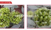 刘悍东携手吃瓜娱乐，传递正能量与快乐生活新方式