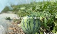 向佐家里破产了？李昀锐自曝爱情？周洁琼伪装独身？赵一博人设翻车？流量男星玩剧组夫妻？