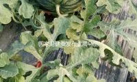 国家卫健委发布沈腾马丽新职！受聘为工作健康宣扬大使