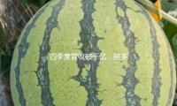 四季度营收破千亿，拼多多董事长陈磊称未来将加大合规和管理投入 — 新京报