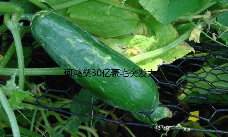 何鸿燊30亿豪宅突发大火，7名职工被紧迫撤离，丢失上千万