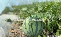 交易日完毕，李嘉诚揭露出面，四分钟说话暗藏玄机，变数呈现了？