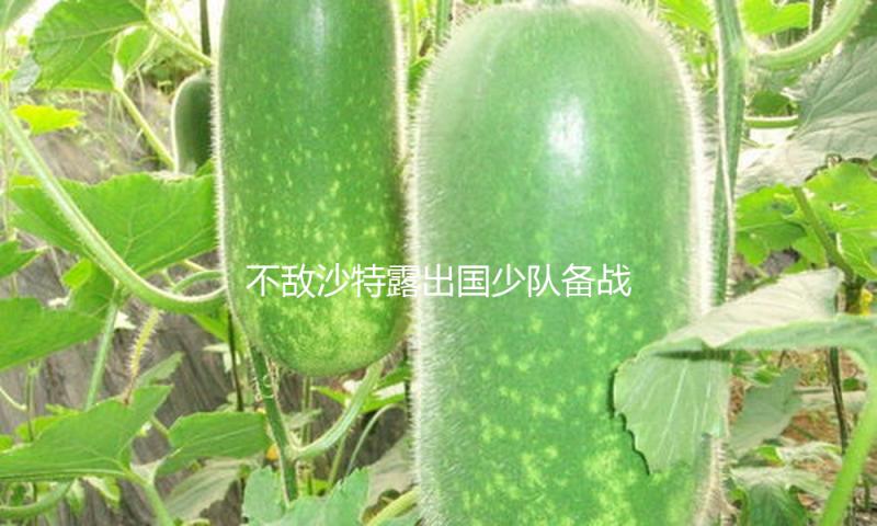 不敌沙特露出国少队备战问题，次战乌兹别克斯坦已没有退路
