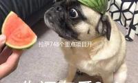 拉萨748个重点项目开复工！