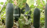 我国第一批100辆200KW氢能重卡在天津下线