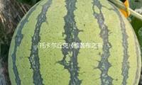 托卡尔丘克《雅各布之书》：在启蒙与后现代之间构建今世神话 — 新京报