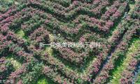 新一轮俄美谈判或于四月中旬在沙特举办 — 新京报