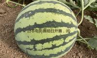 日本电影展明日开票，闻名导演三宅唱将来上海与观众碰头
