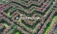 春分时节寒暑平 疏肝健脾调阴阳