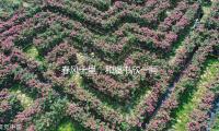 春风十里，和虞书欣一同发梢带甜