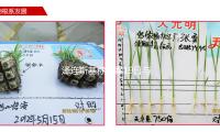 泽连斯基称方案19日与特朗一般电话 — 新京报