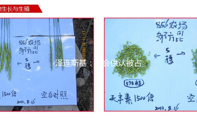 泽连斯基：不会供认被占领土归于俄罗斯 — 新京报