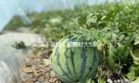 法不留情！稽查对大S家遗产突击清点，大S保藏物品令人张口结舌