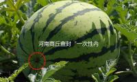 河南商丘查封“一次性内裤爆雷”涉事企业 — 新京报