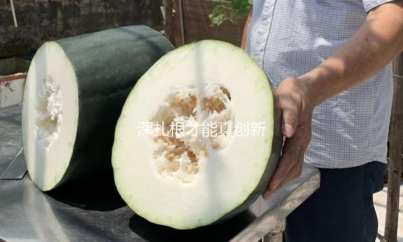 深扎根才能真创新