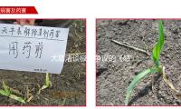 大岛渚谈极具争议的《感官世界》