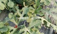 大S安葬细节：不立碑铭，粉丝可送行，墓地不摆花圈花篮