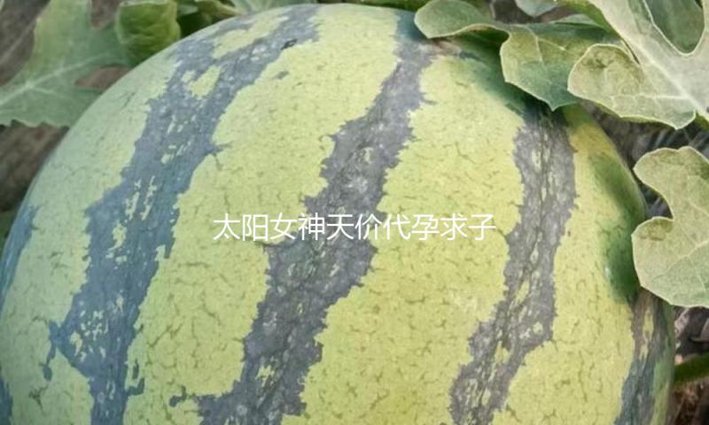 太阳女神天价代孕求子
