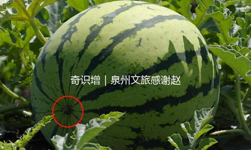 奇识增｜泉州文旅感谢赵丽颖带火的蜉埔簪花有何特别？本来这些女星都戴过