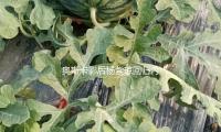 奥斯卡影后杨紫琼回归内娱，主演中国电影五月开拍！