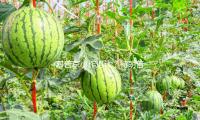 对普京小作退让？特朗普调整特使录用 — 新京报