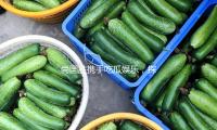 尚国胜携手吃瓜娱乐，探索正能量与快乐生活的无限可能！