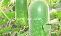 山之件：探索山间传奇，激发吃瓜娱乐的新思维
