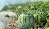 巴黎上诉法院：勒庞上诉案将在法国总统选举前判决