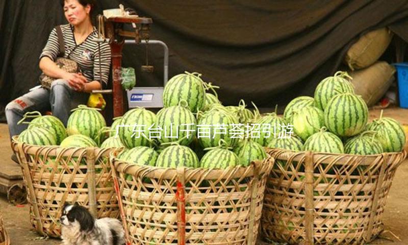 广东台山千亩芦荟招引游客“打卡” 赋能“农旅交融”