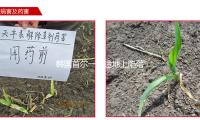 韩国首尔一路途地上陷落 有车辆堕入 — 新京报