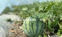 蔡文姬《我生帖》：假如东汉也有披荆斩棘的姐姐 — 新京报