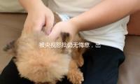 被央视怒批仍无悔意，出门十几个警卫，仅仅个戏子却把自己当大腕