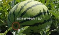 跑龙套都不干金融？北大学霸转行艺人，娱乐圈藏着多少金融女