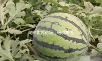 飚车世界论坛：畅谈激情与热血，共享吃瓜娱乐的乐趣与友谊