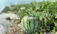 首映｜《不说话的爱》：张艺兴又被“骗”了