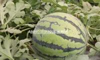 AI岗位简历投递量激增 复合型人才难招